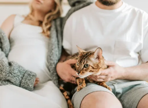 Casal sentado no sofá acariciando um gato de pelagem rajada no colo