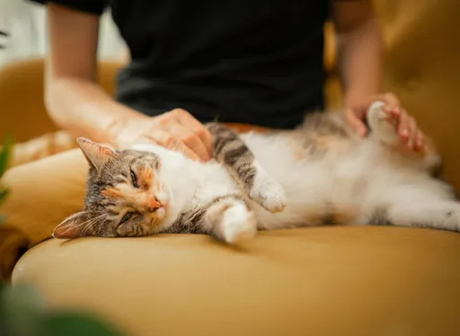 Gato deitado em uma poltrona amarela recebendo carinho de uma pessoa