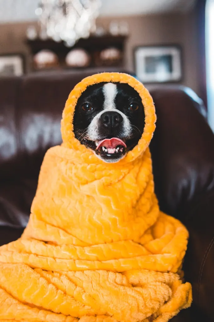 Cachorro enrolado em um cobertor laranja no sofá de casa