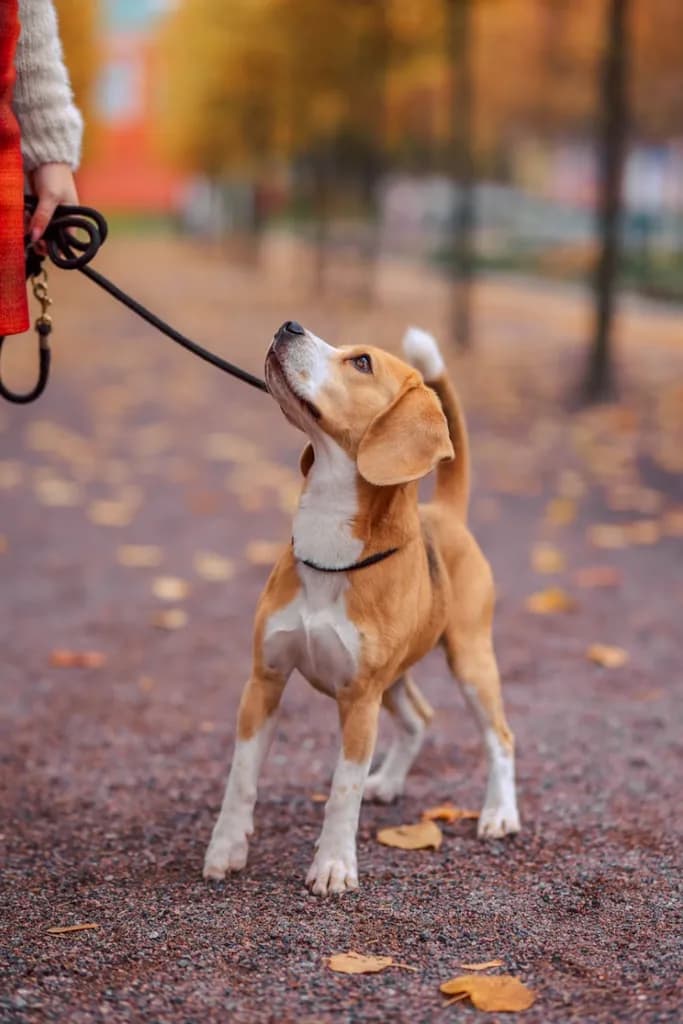 Beagle na guia olhando para o tutor durante um passeio em parque no outono